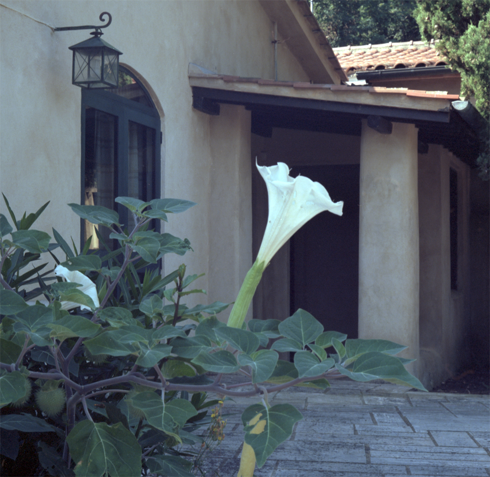 F38_N7_Farneta_Datura