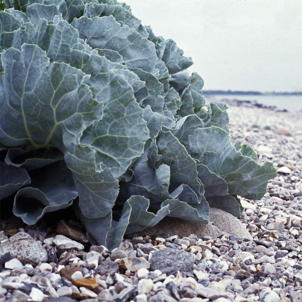 Sea Kale