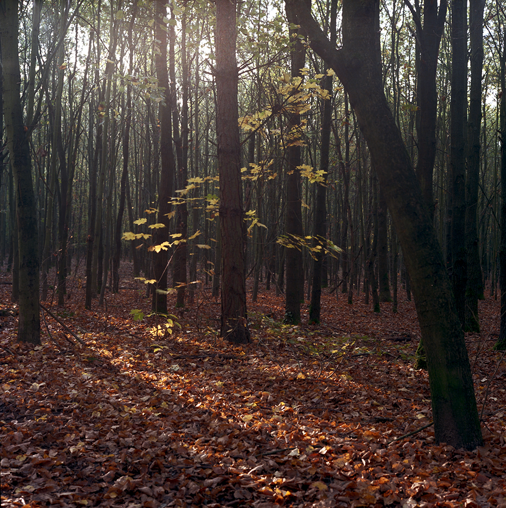 F72_N1_Waldweg_Kreuzung_bearb