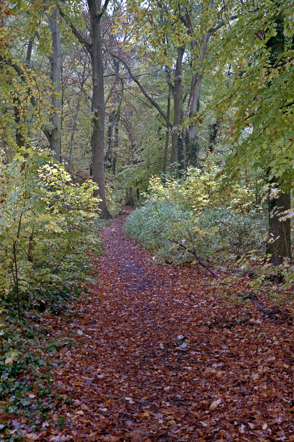 F73N24a_Waldpfad_bearb