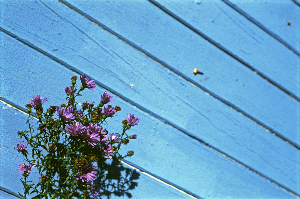 f42_n11_aster_blaue bretter_bearb