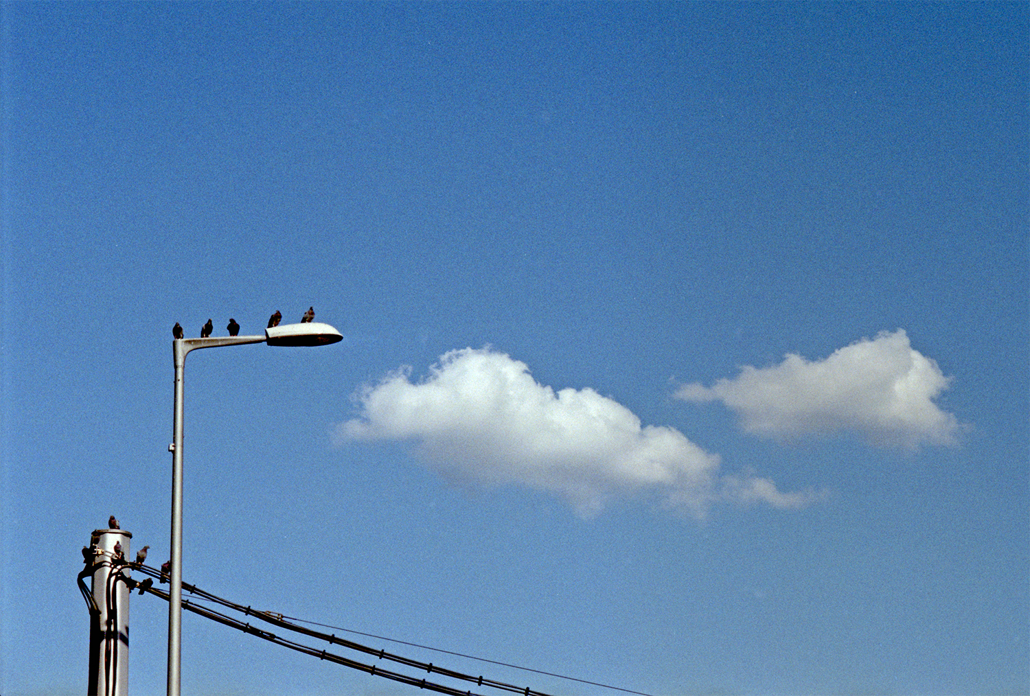 F67_N25_pigeons