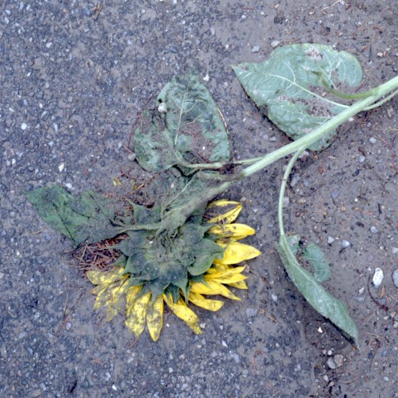 F66_N34_Veddinge_Sonnenblume_bearb