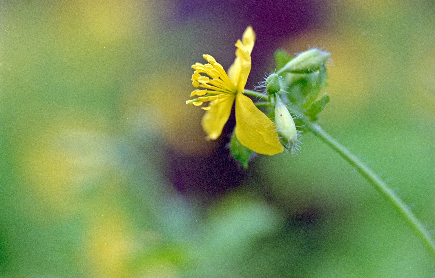 Celandine